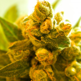 Auto Gold Blueberry (ТГК 20%)